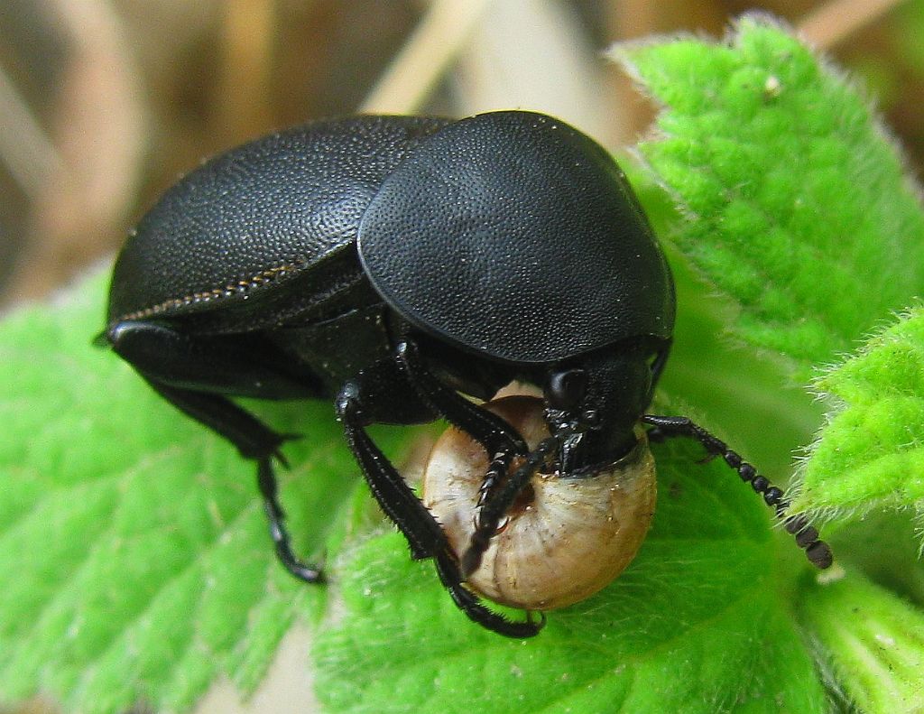Silpha obscura orientalis